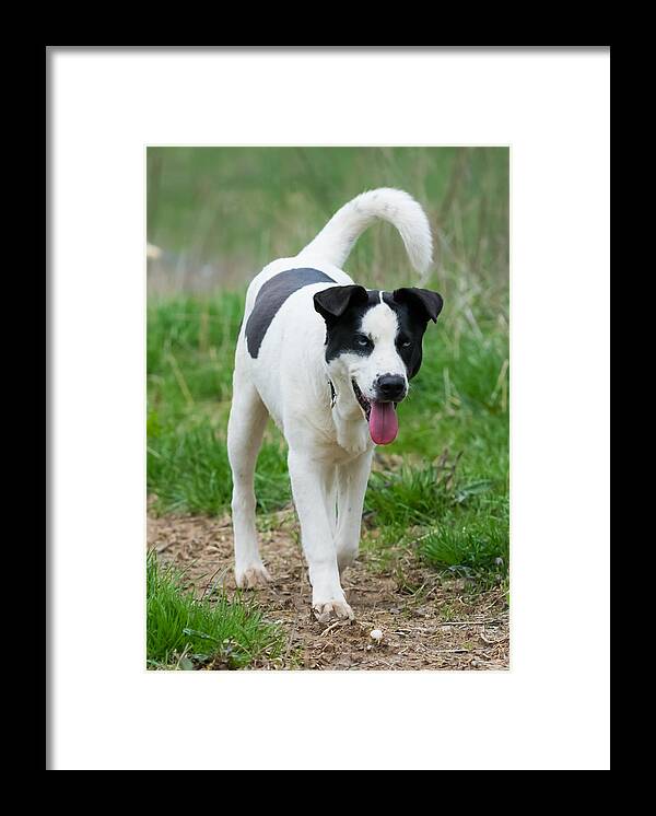 Dog Framed Print featuring the photograph Silly Dog by Holden The Moment