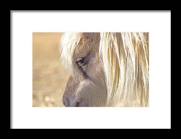  Wild Pony Framed Print featuring the photograph Silver And Grey In Sunlight by Amanda Smith