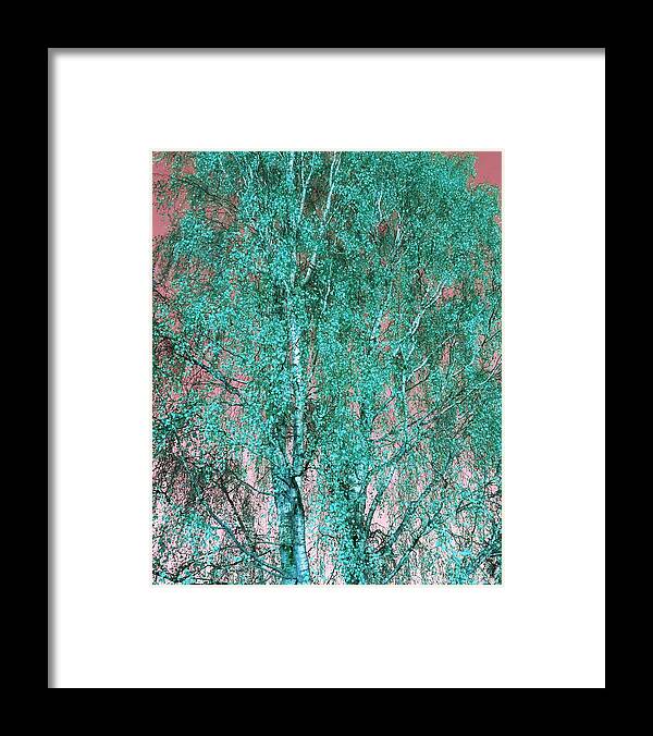 Silverbirch Framed Print featuring the photograph Silver Birch in Turquoise by Rowena Tutty