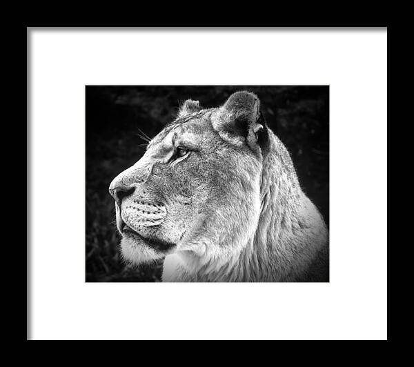 Photo Framed Print featuring the photograph Silver Lioness by Chris Boulton