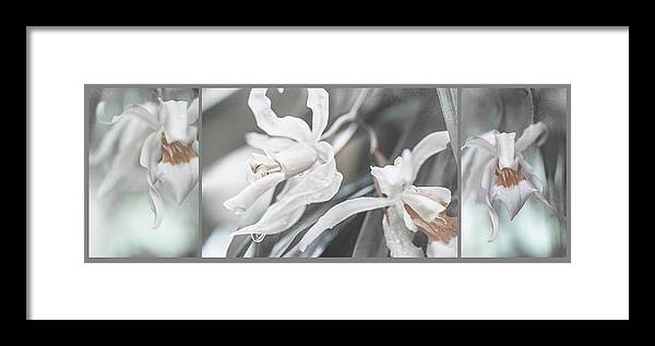 Jenny Rainbow Fine Art Photography Framed Print featuring the photograph Silver Melody. Triptych by Jenny Rainbow