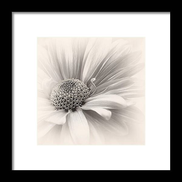 Flower Framed Print featuring the photograph Silver Mist by Darlene Kwiatkowski