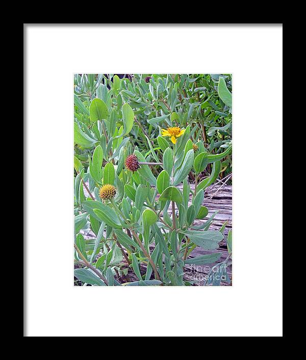 Busy Seaside Oxeys Framed Print featuring the photograph Silver sea-oxeye daisy by Doris Blessington