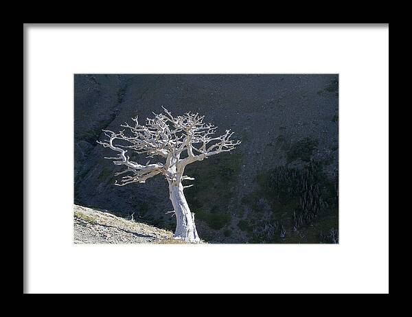 Glacier Framed Print featuring the photograph Silver Tree Glacier Park Montana by Waterdancer 