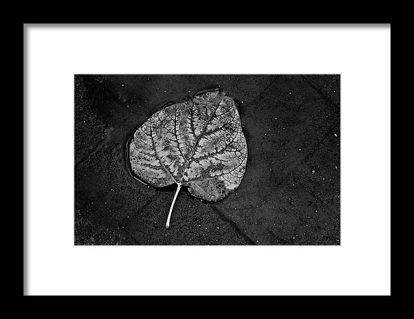 Black Framed Print featuring the photograph Silvery Leaf I by David Gordon