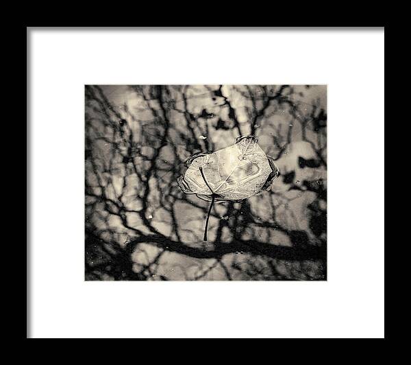 Black Framed Print featuring the photograph Silvery Leaf II Toned by David Gordon