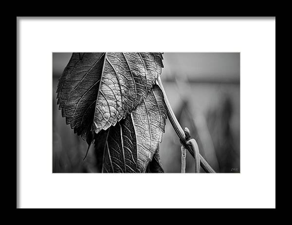 Black Framed Print featuring the photograph Silvery Leaves III by David Gordon