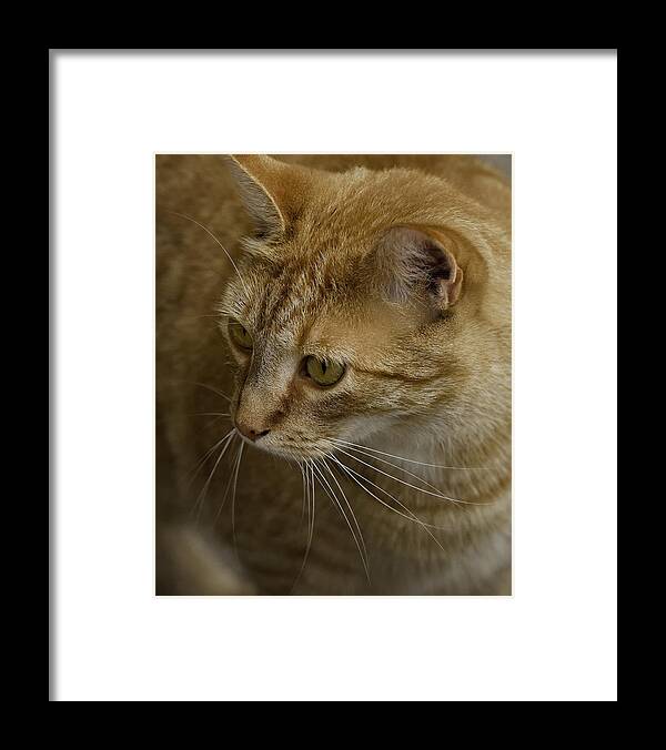 Simba The Cat Framed Print featuring the photograph Simba by Michael Dougherty