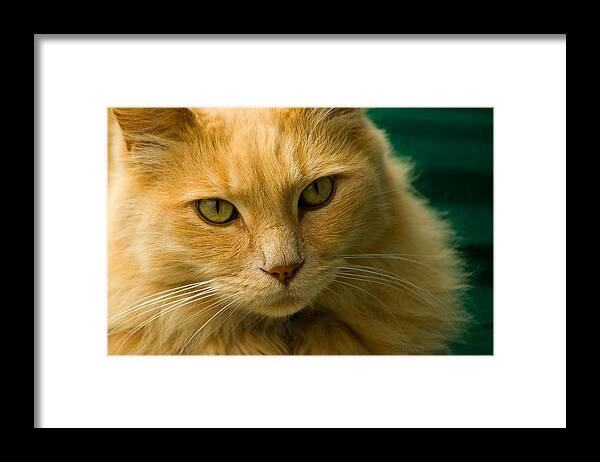 Cat Framed Print featuring the photograph Simba the Cat by Harry Spitz