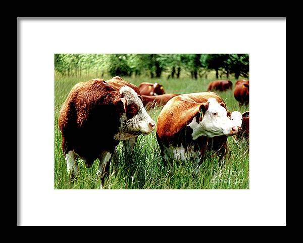 Bull And Cow Framed Print featuring the photograph 1992 Oregon State University Art About Agriculture Directors Award Winner. by Larry Campbell