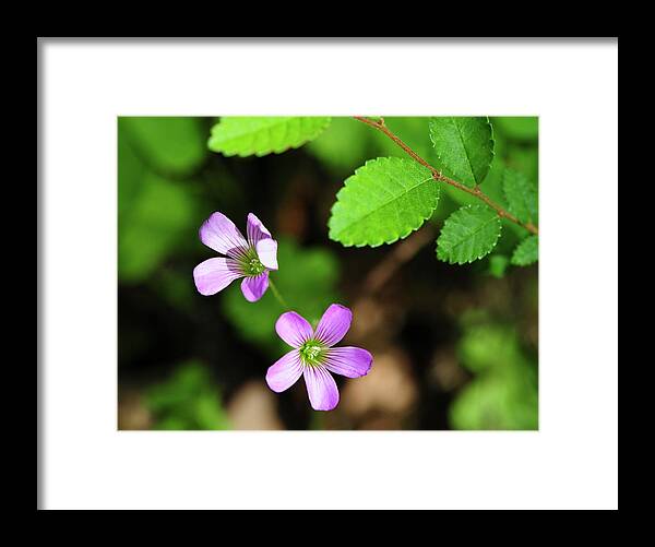 Flower Framed Print featuring the photograph Simple Beauty II by Stephen Anderson