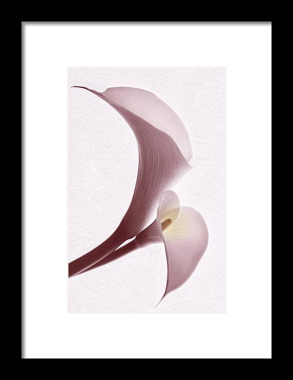 Calle Lilies Framed Print featuring the photograph Simple Grace by Leda Robertson