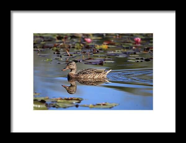 Simplicity In Nature Framed Print featuring the photograph Simplicity in Nature by Lynn Hopwood