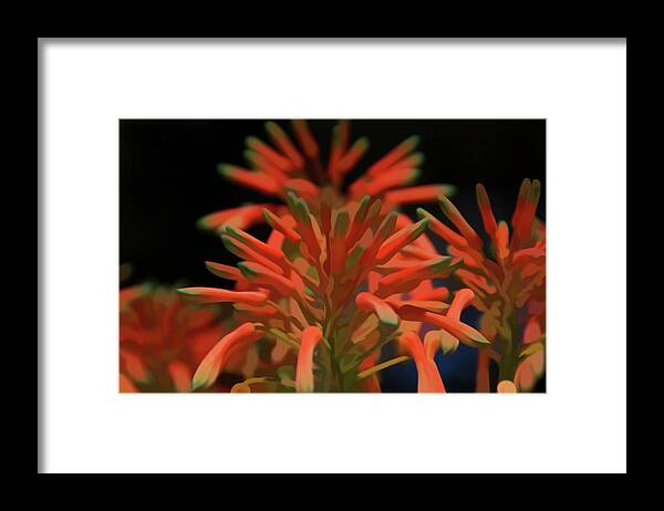 Aloe Framed Print featuring the photograph Simply Soft Aloe Flower by Aimee L Maher ALM GALLERY