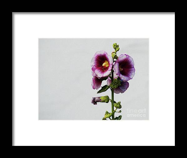 Flower Framed Print featuring the photograph Simply Stated by Linda Shafer