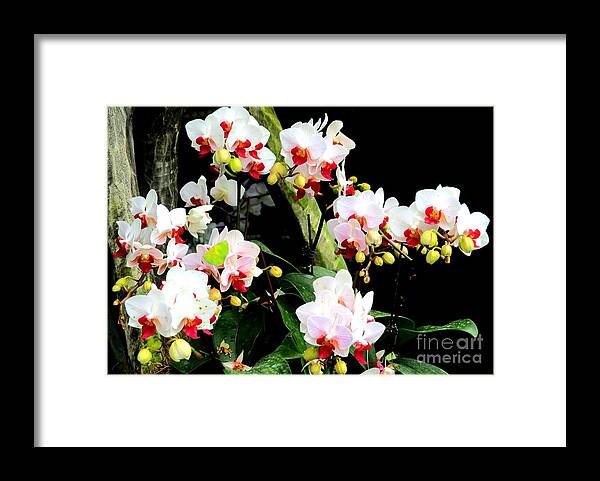 Singapore Orchid Framed Print featuring the photograph Singapore Orchid 2 by Randall Weidner
