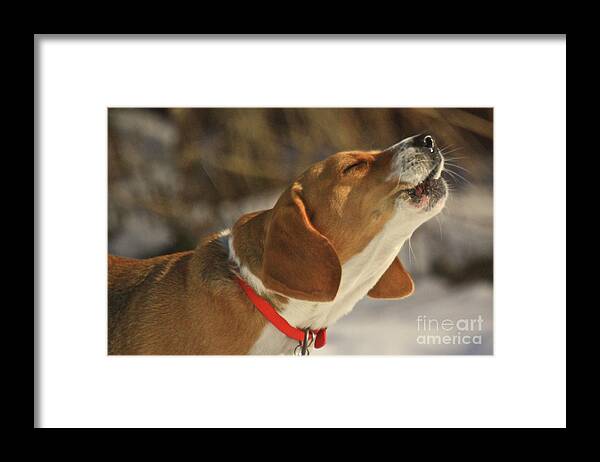 Dog Framed Print featuring the photograph Singing In The Sun by Robert Pearson
