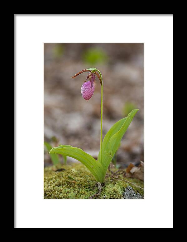 Spring Framed Print featuring the photograph Single by Joye Ardyn Durham