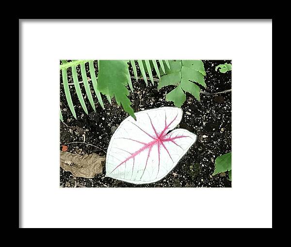 Flowers Framed Print featuring the photograph Single Leave by Jean Wolfrum