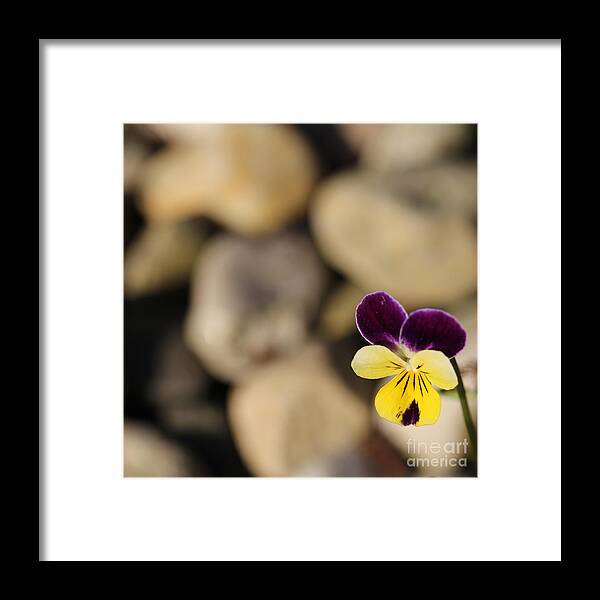 Pansy Framed Print featuring the photograph Single Pansy by David Frederick