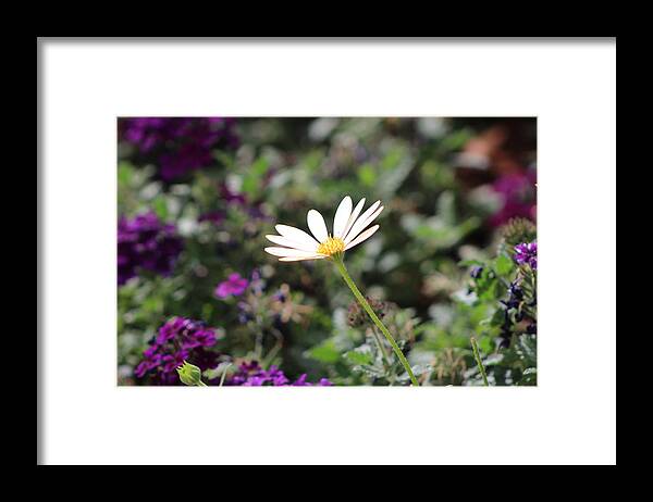 California Desert Framed Print featuring the photograph Single White Daisy on Purple by Colleen Cornelius