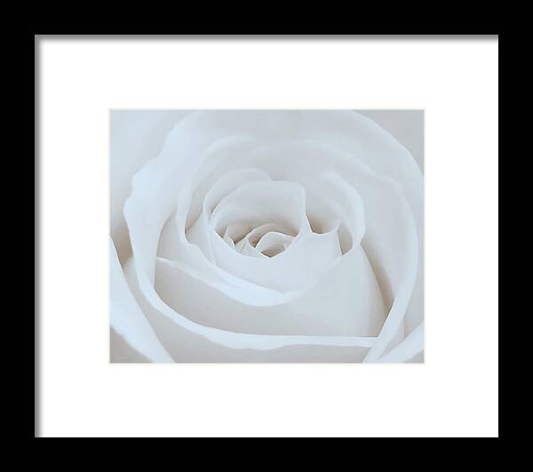 Photography By Suzanne Stout Framed Print featuring the photograph Single White Rose by Suzanne Stout