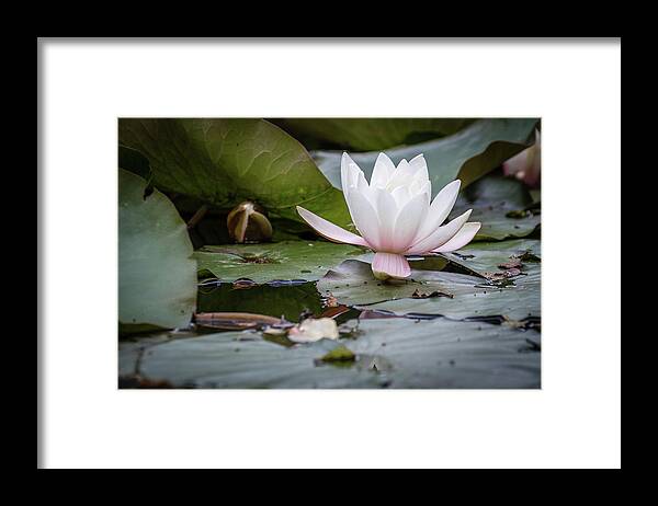 Northumberland Framed Print featuring the photograph Single White Waterlily by David Head
