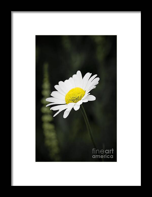 Flower Framed Print featuring the photograph Single wild daisy by Simon Bratt