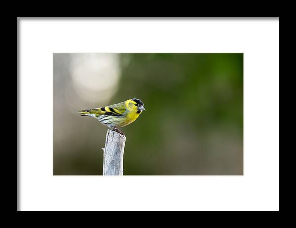 Siskin On Top Framed Print featuring the photograph Siskin on top by Torbjorn Swenelius