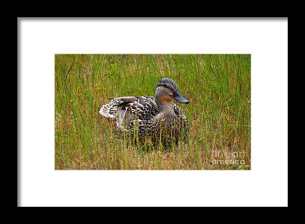 Duck Framed Print featuring the photograph Sitting Duck by Frank Larkin