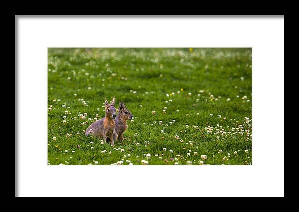 Animal Framed Print featuring the photograph Sitting in Clover by Chris Lord