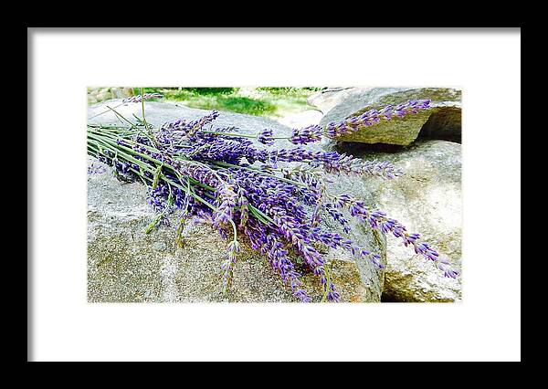 Lavender Framed Print featuring the photograph Sitting lavender by Sue Morris