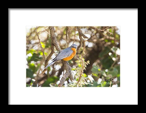 Silverbird Framed Print featuring the photograph Siverbird in the bush by Pravine Chester