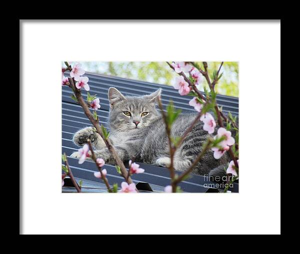 Sivko Framed Print featuring the photograph Sivko enjoying the spring by Vesna Martinjak