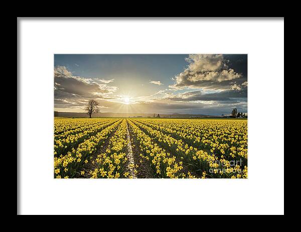 Daffodils Framed Print featuring the photograph Skagit Daffodils Bright Sunstar Dusk by Mike Reid