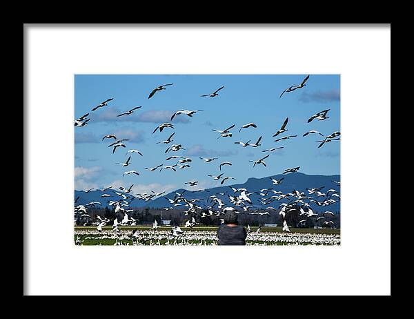 Skagit Snow Geese Framed Print featuring the photograph Skagit Snow Geese by Tom Cochran
