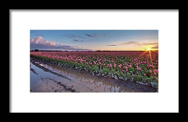 Skagit Valley Tulip Festival Framed Print featuring the photograph Skagit Valley Tulip Reflections by Mike Reid