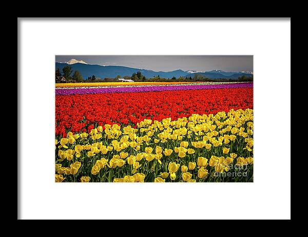 Tulips Framed Print featuring the photograph Skagit Valley Tulips by Sal Ahmed