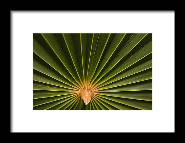 Folding Framed Print featuring the photograph SKC 9959 Palm Spread by Sunil Kapadia