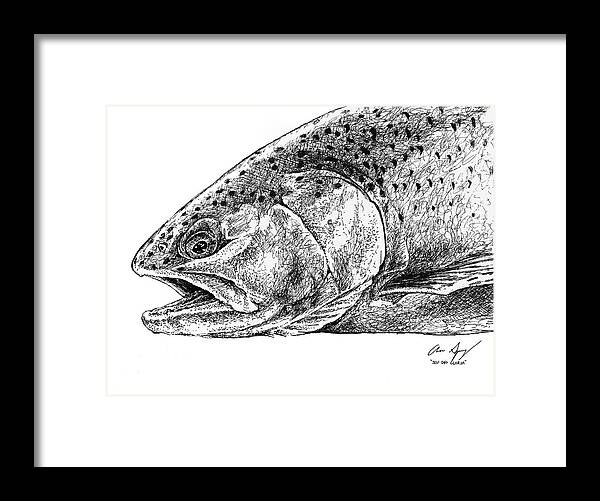 Rainbow Trout Framed Print featuring the drawing Sketch - Rainbow Trout by Aaron Spong