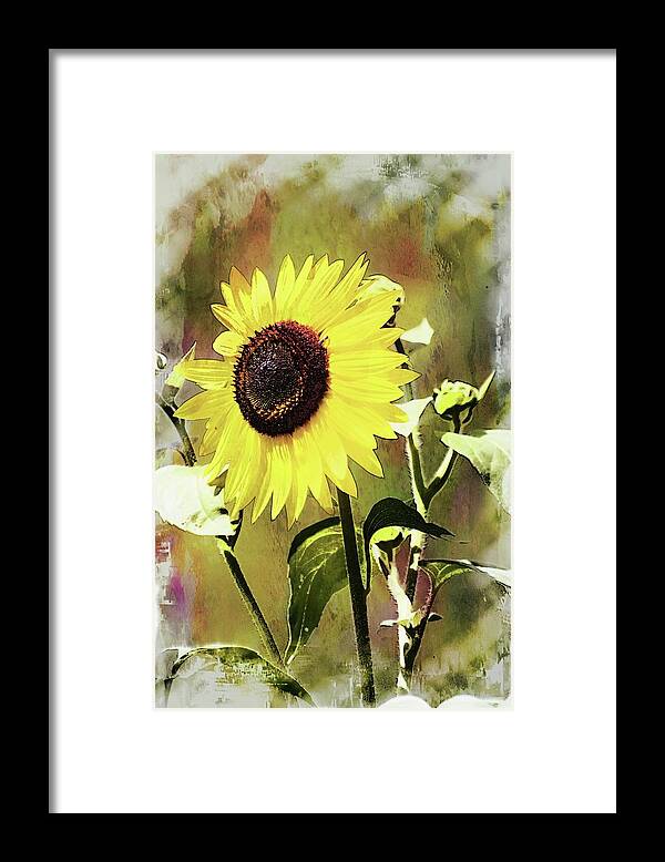 Flower Framed Print featuring the photograph Sketchy Sunflower 3 by Marty Koch