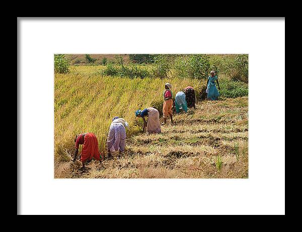 Agriculture Framed Print featuring the photograph SKN 2610 United Errand Color by Sunil Kapadia