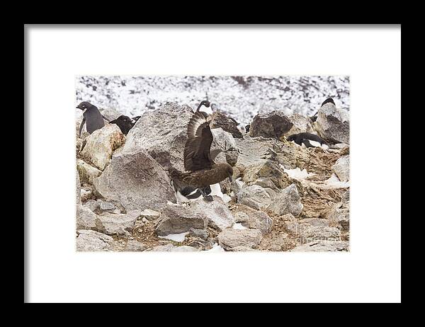 Adelie Framed Print featuring the photograph Skua attacking adelie penguin rookery by Karen Foley