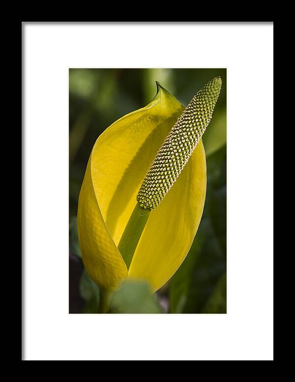 Skunk Cabbage Framed Print featuring the photograph Skunk Cabbage by Robert Potts