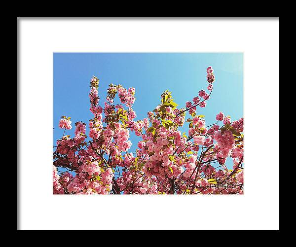 Cherry Blossoms Framed Print featuring the photograph Sky Blooms by Onedayoneimage Photography