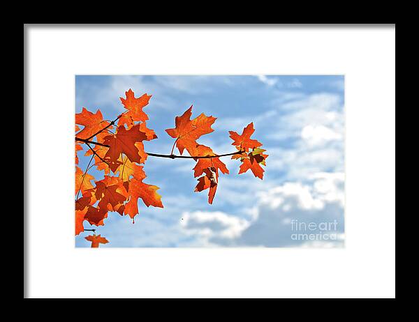 Orange Framed Print featuring the photograph Sky View with Autumn Maple Leaves by Cindy Schneider