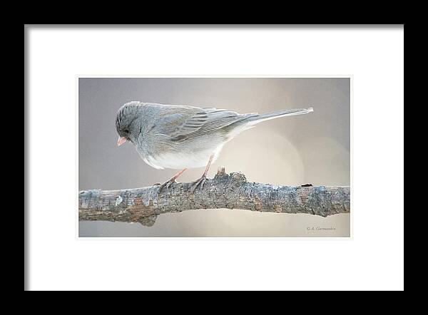 Slate-colored Junco Framed Print featuring the photograph Slate-colored Junco Male, Snowbird, Animal Portrait by A Macarthur Gurmankin