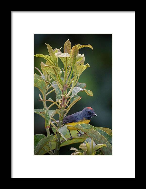 Bird Framed Print featuring the photograph Slate-Throated Whitestart Filandia Quindio Colombia by Adam Rainoff