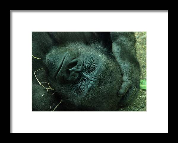Gorilla Framed Print featuring the photograph Sleep tight by Richard Bryce and Family