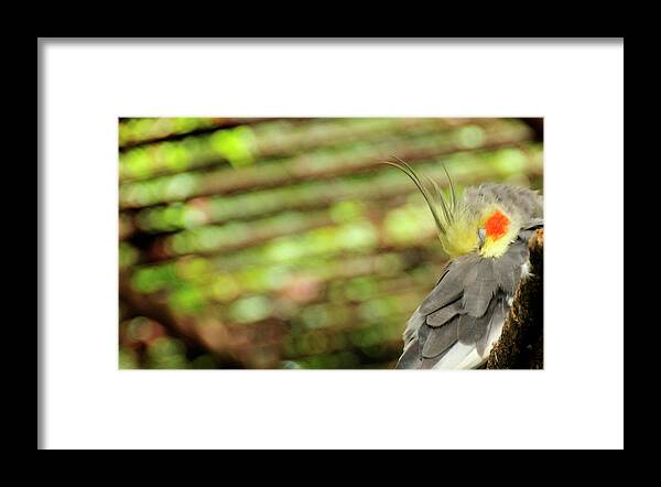 Bird Framed Print featuring the photograph Sleeper by David Arment